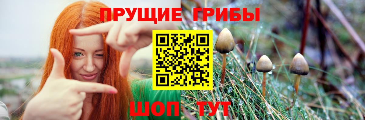 Галлюциногенные грибы Psilocybe Асбест